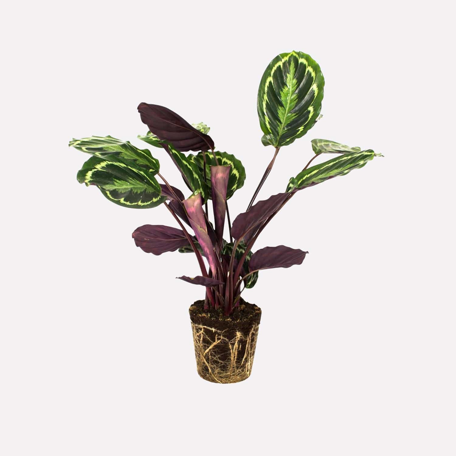 Calathea Medaillon | Duurzame Kamerplant