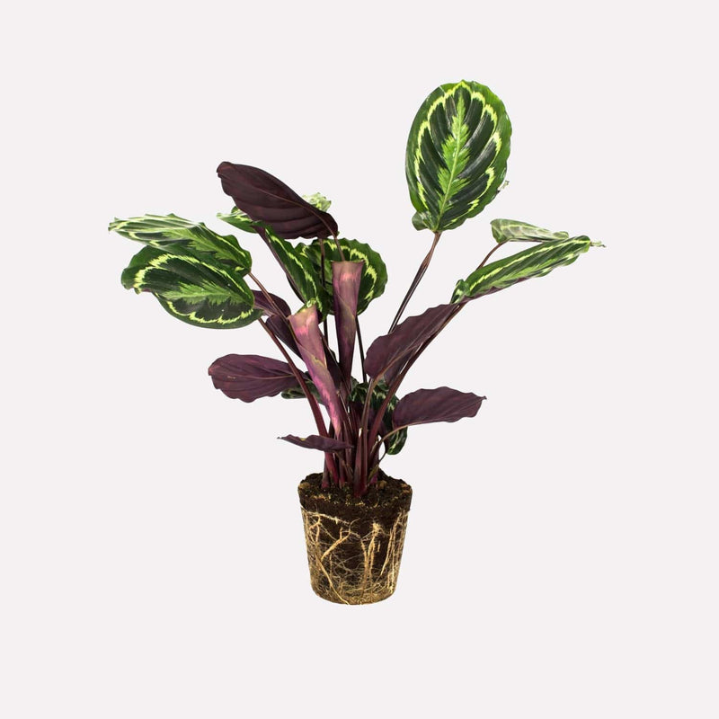 Calathea Medaillon, hele plant met paarse en groene bladeren.