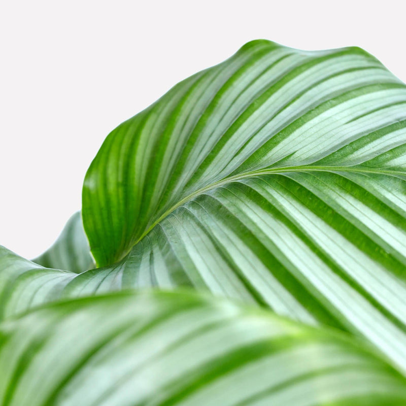 Calathea Orbifolia, close up van een blad met twee kleuren groen en gestreept patroon.