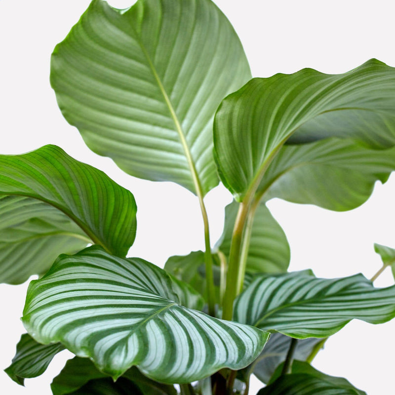 Calathea Orbifolia, close up van het grote, ronde blad met twee kleuren groen.