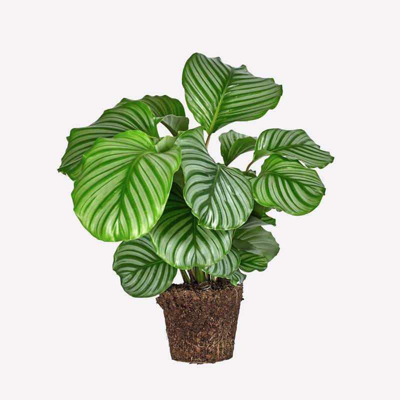 Calathea Orbifolia, hele plant met grote, ronde bladeren in twee kleuren groen.