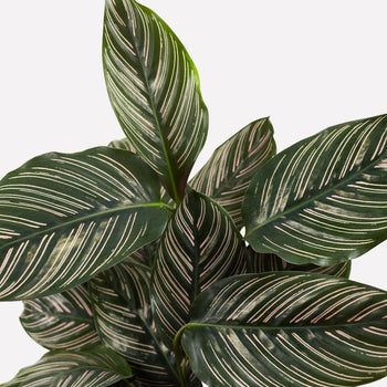 Calathea Ornata Calathea Ornata