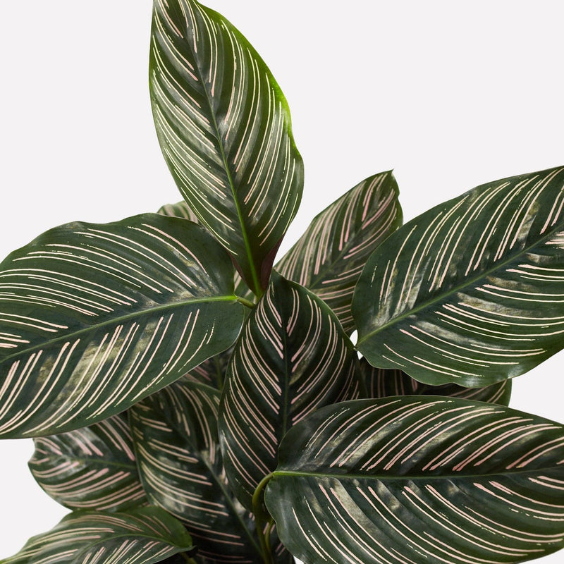 Calathea Ornata, close up van donkergroene bladeren met roze strepen.