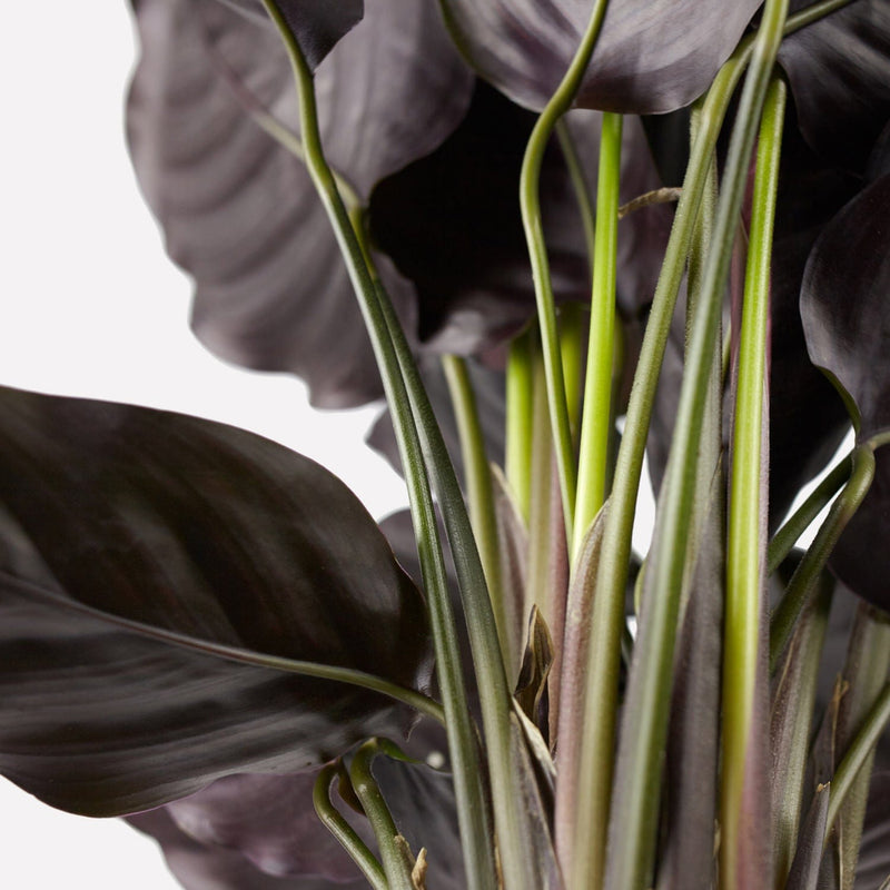 Calathea Ornata, stengels met donkerpaarse bladeren.