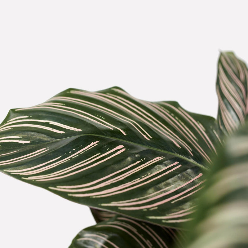Calathea Ornata, close up van donkergroen blad met roze strepen.