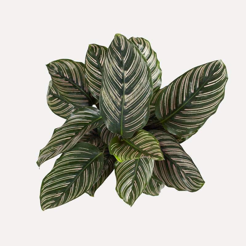 Calathea Ornata, plant van bovenaf met donkergroene bladeren met roze strepen.
