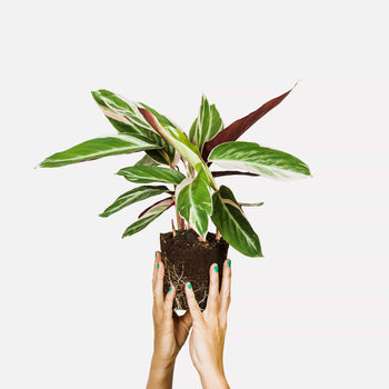 Calathea Triostar Calathea Triostar