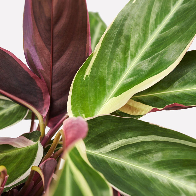 Calathea Triostar, close up van donkerroze en groene, lange bladeren.