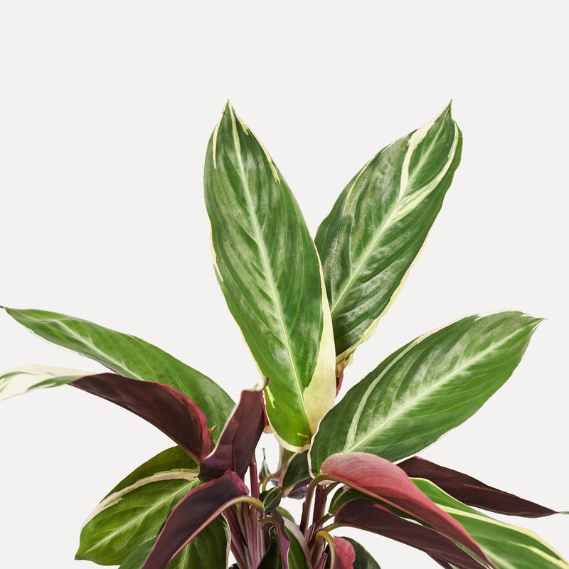 Calathea Triostar, met donkerroze en groene, lange bladeren.