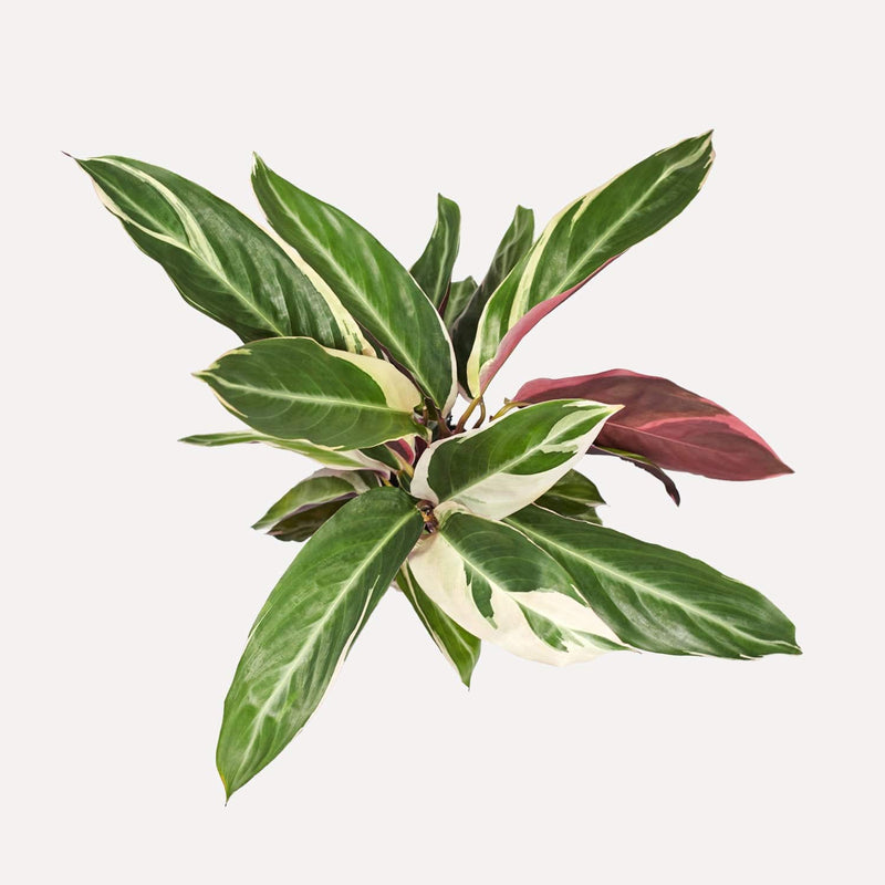 Calathea Triostar, plant van bovenaf gezien met donkerroze en groene, lange bladeren. 