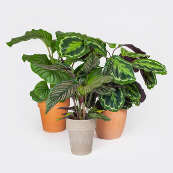 Calatheapakket Calatheapakket