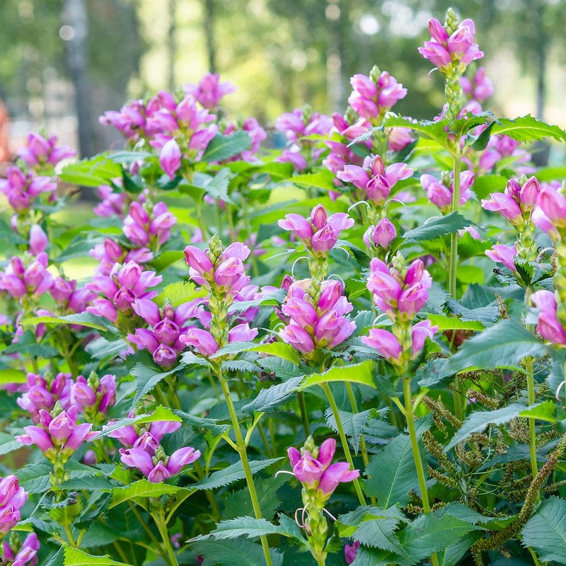 Chelone, schildpadbloem bij elkaar in een tuin.
