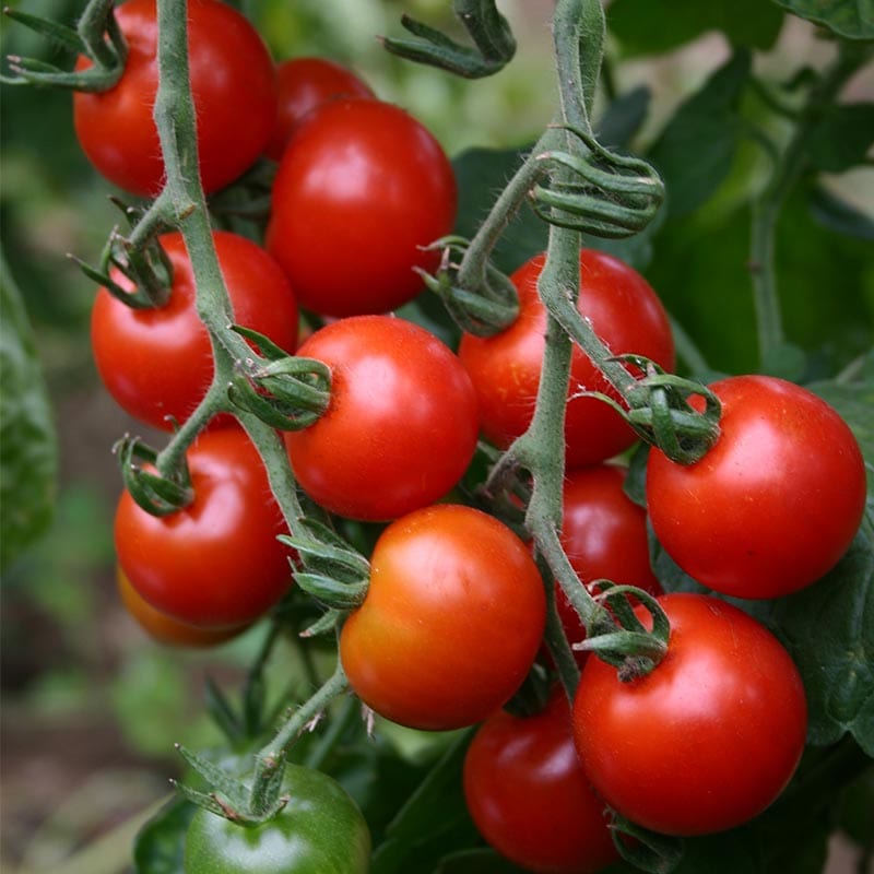 Hangende trossen dieprode cherrytomaten