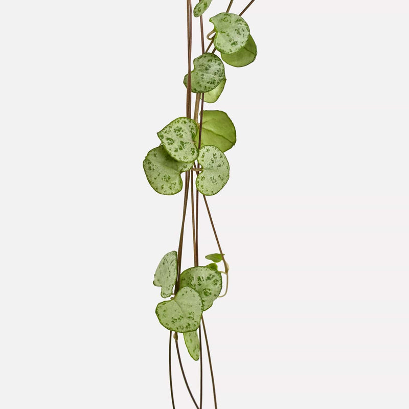 Groene hartvormige blaadjes aan tengere ranken