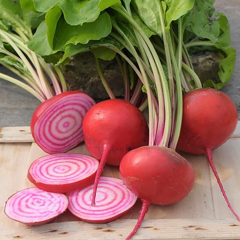 Fel roze chioggia bietjes, gesneden in wit-roze geringde plakken en in complete knollen met groen blad