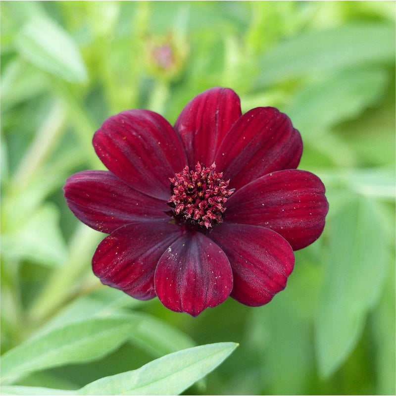 Chocolade Cosmos, close up van rode bloem in het groen.