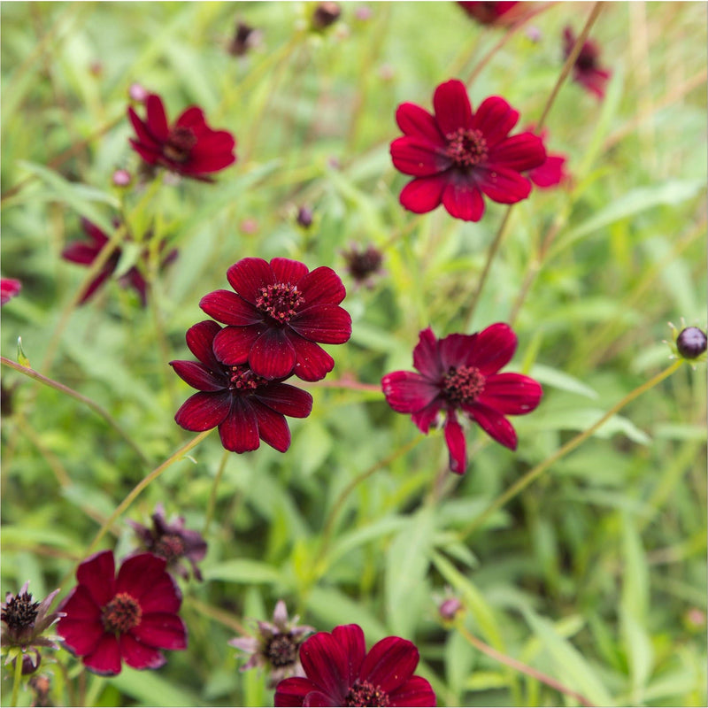 Chocolade Cosmos, rode bloemen in het groen.