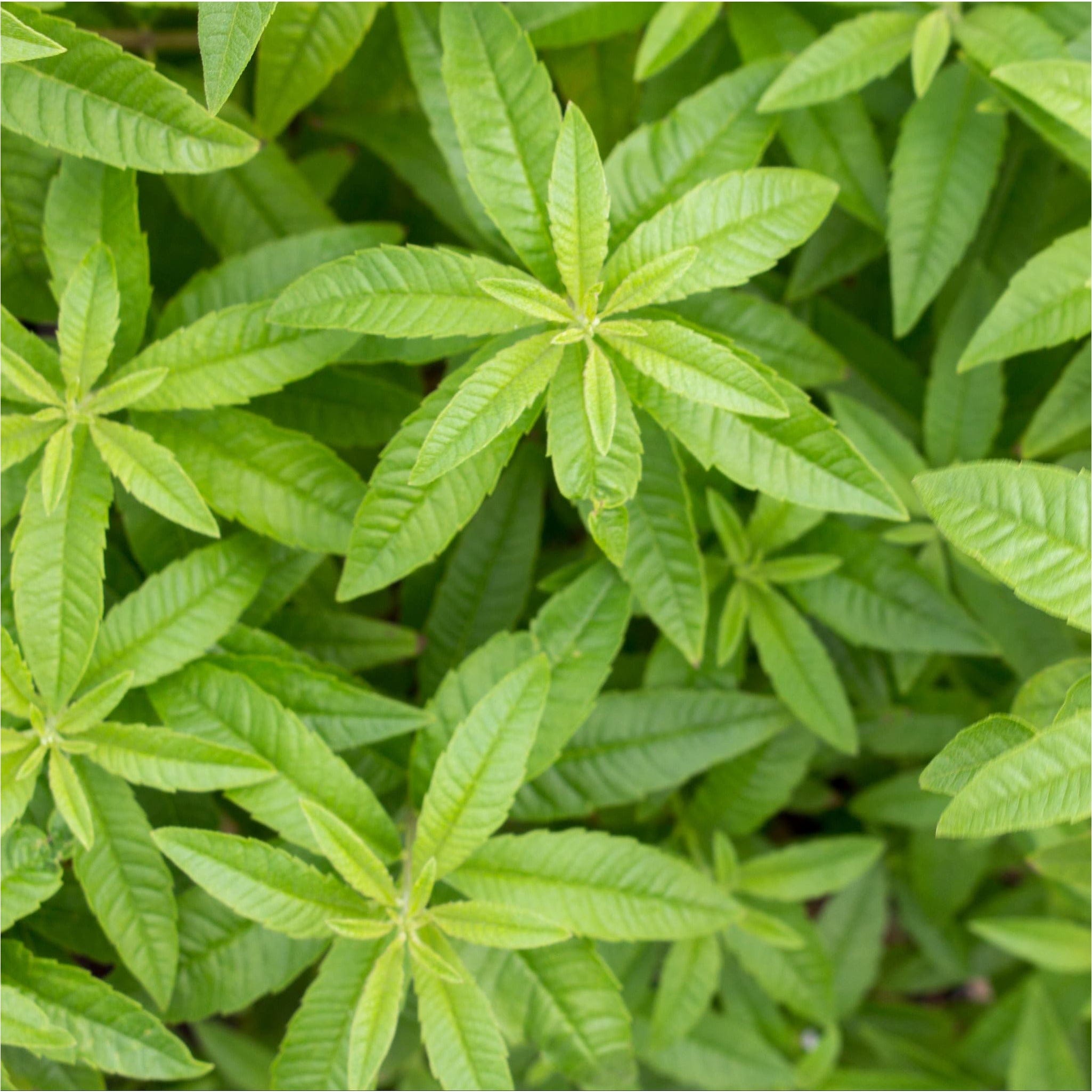 Citroenverbena bestellen? Biologische Kruiden – Sprinklr