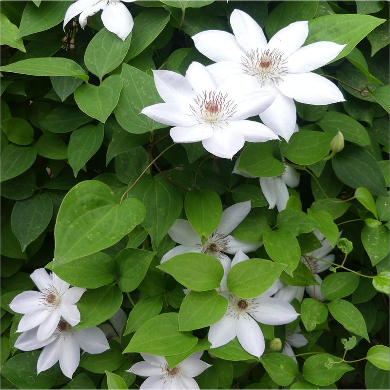 groene bladeren van klimplant Clematis Miss Bateman met grote, witte bloemen