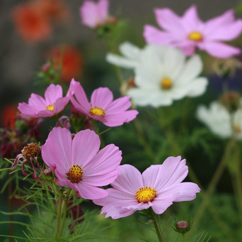 Roze en witte cosmea bloemen met geel hartje en groen sprieterig blad