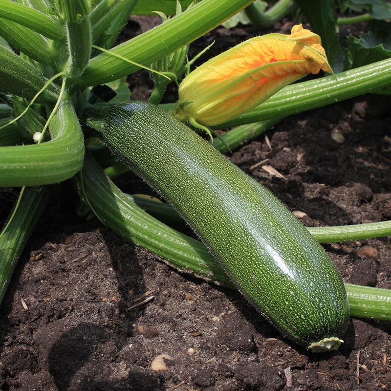 Groene glanzende courgette aan dikke stengels, met een gele bloem