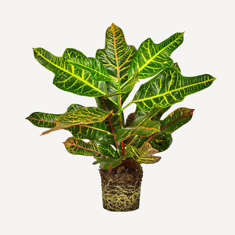 Croton Excellent, hele plant met geel, groene bladeren en rode accenten.