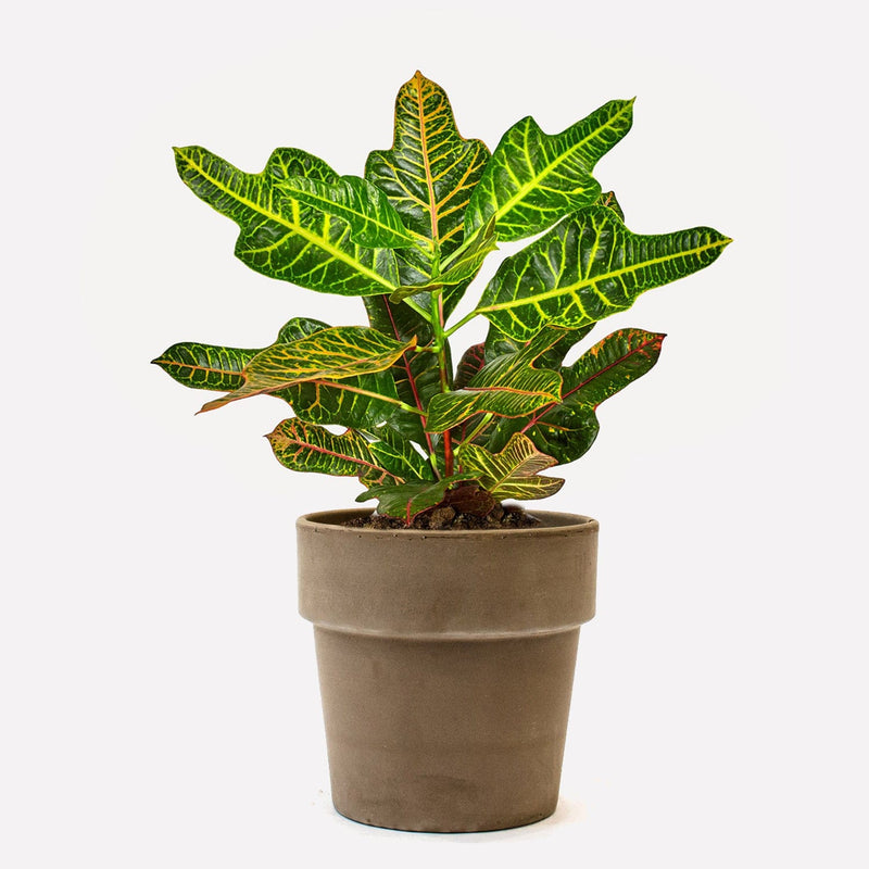 Kamerplant croton excellent met groen/geel en groen/oranje gekleurde bladeren in een grijze terracotta pot