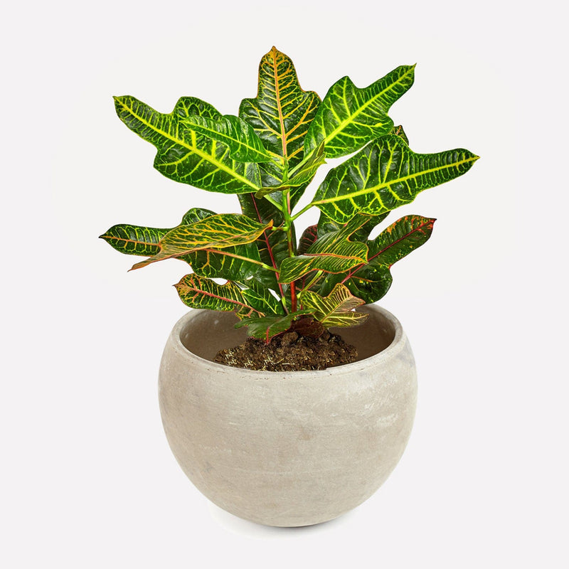 Kamerplant croton excellent met groen/geel en groen/oranje gekleurde bladeren in bolle grijze terracotta pot