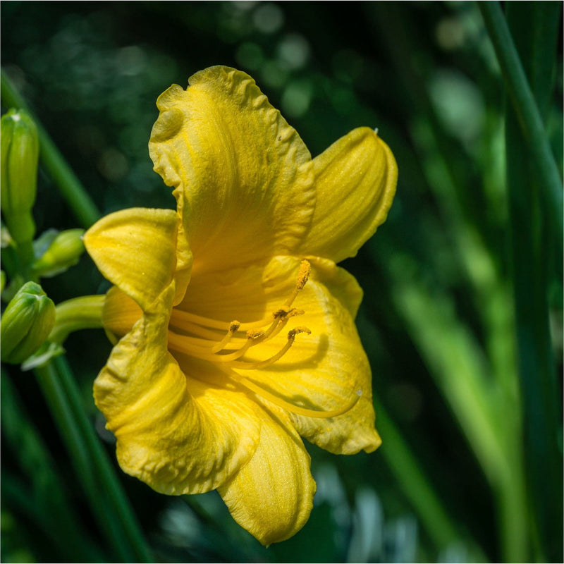 Daglelie, close up van gele bloem in het groen.