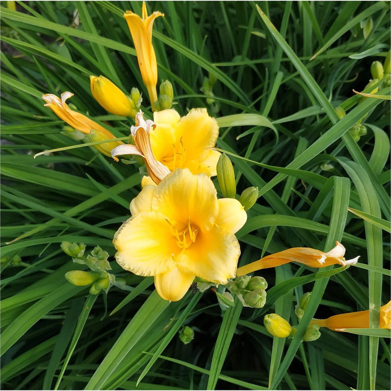 Daglelie, gele bloemen in het groene gras.