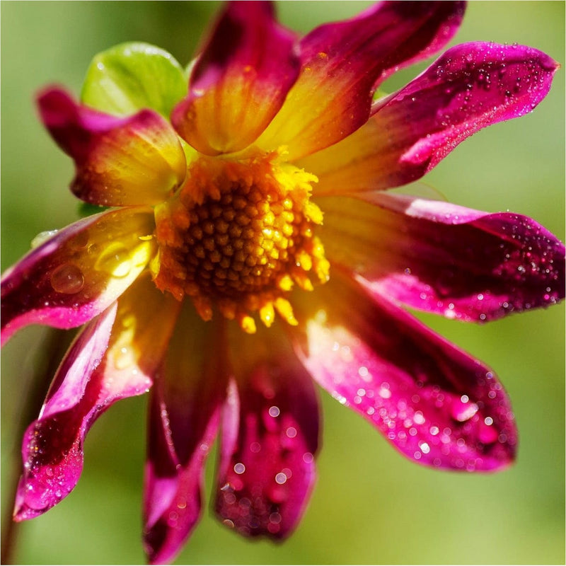 Dahlia met paarsroze blad en geel hart