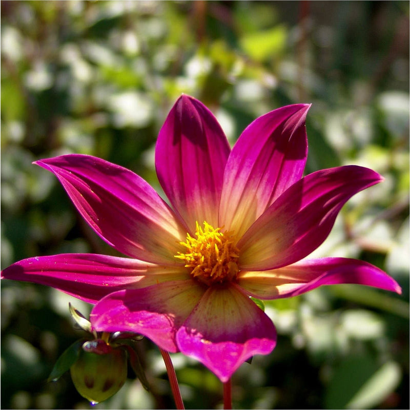 Dahlia met paarsroze blad en geel hart