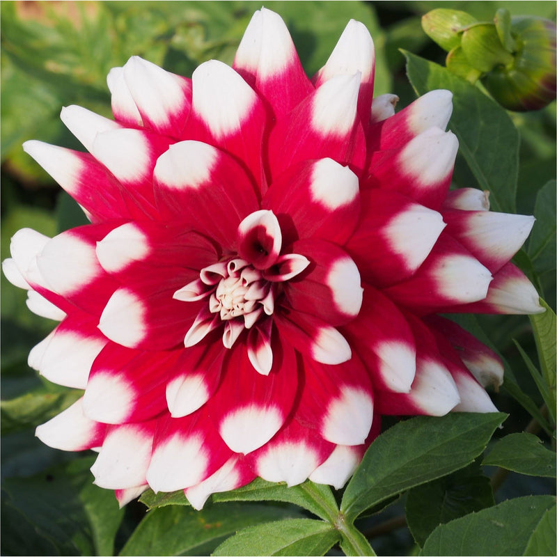 Biologische dahlia Duet met bloem met rode blaadjes met witte punten.