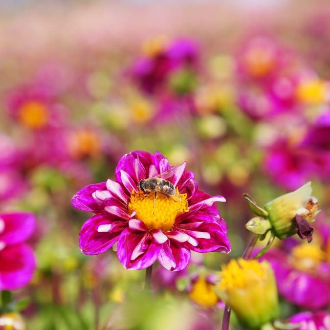 Dahlia Impression Fantastico biologisch met paars-rode bladeren en geel hart, met bij