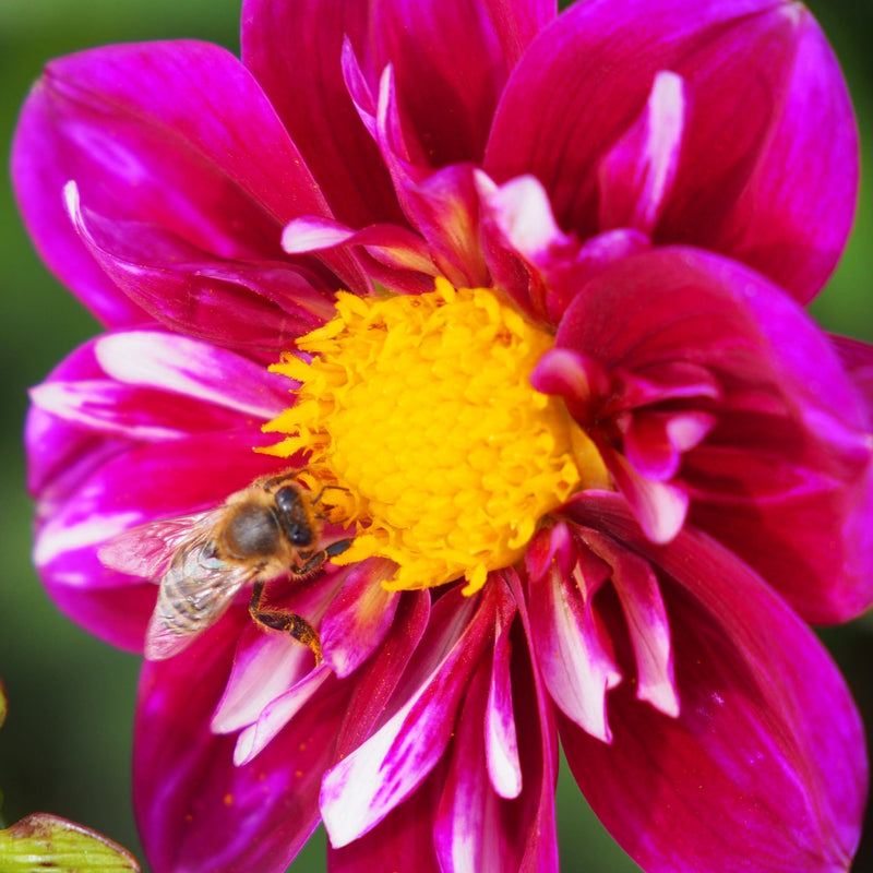 Dahlia Impression Fantastico biologisch met paars-rode bladeren en geel hart, met bij