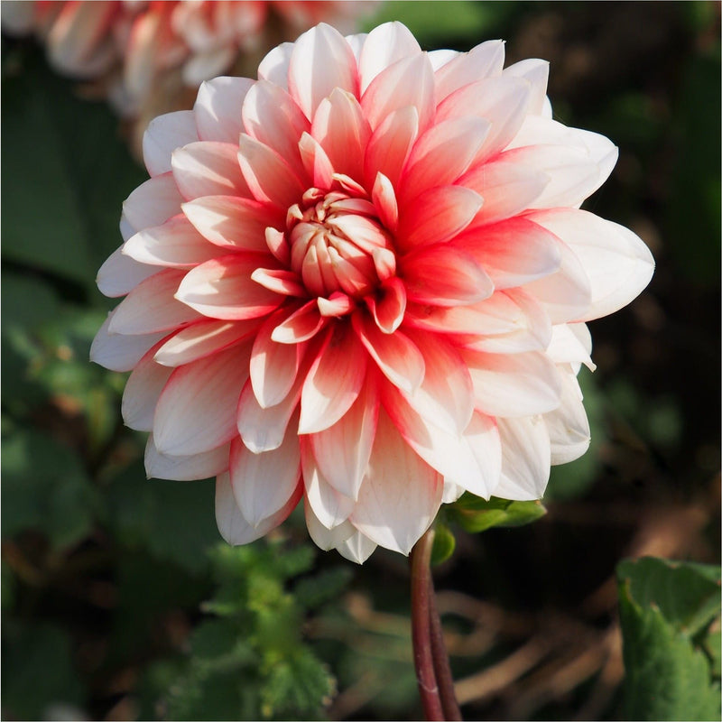 Dahlia Larry's Love biologisch met zachtroze bloem.
