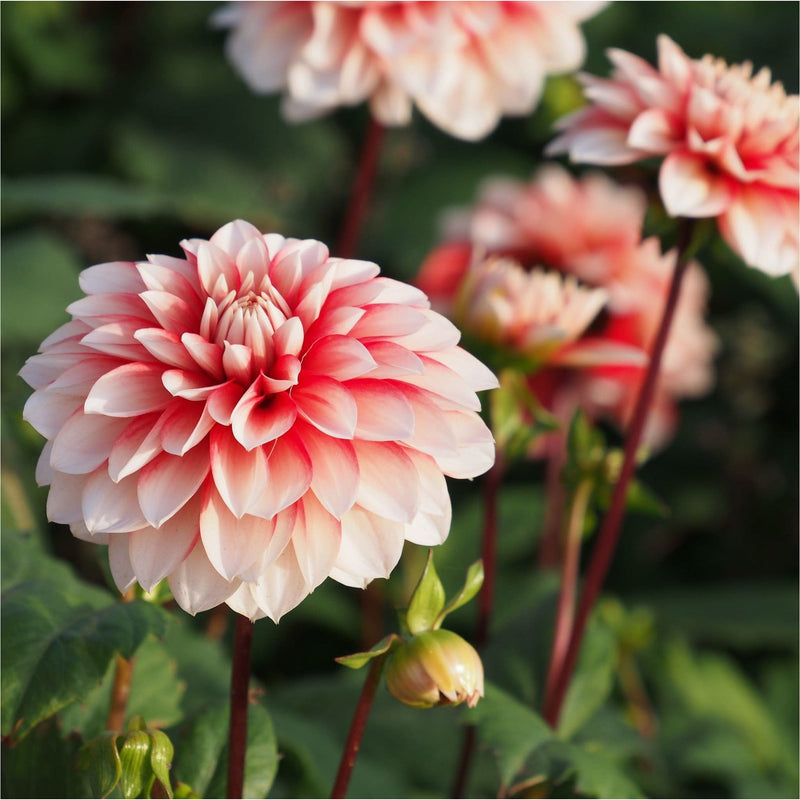 Dahlia Larry's Love biologisch met zachtroze bloem