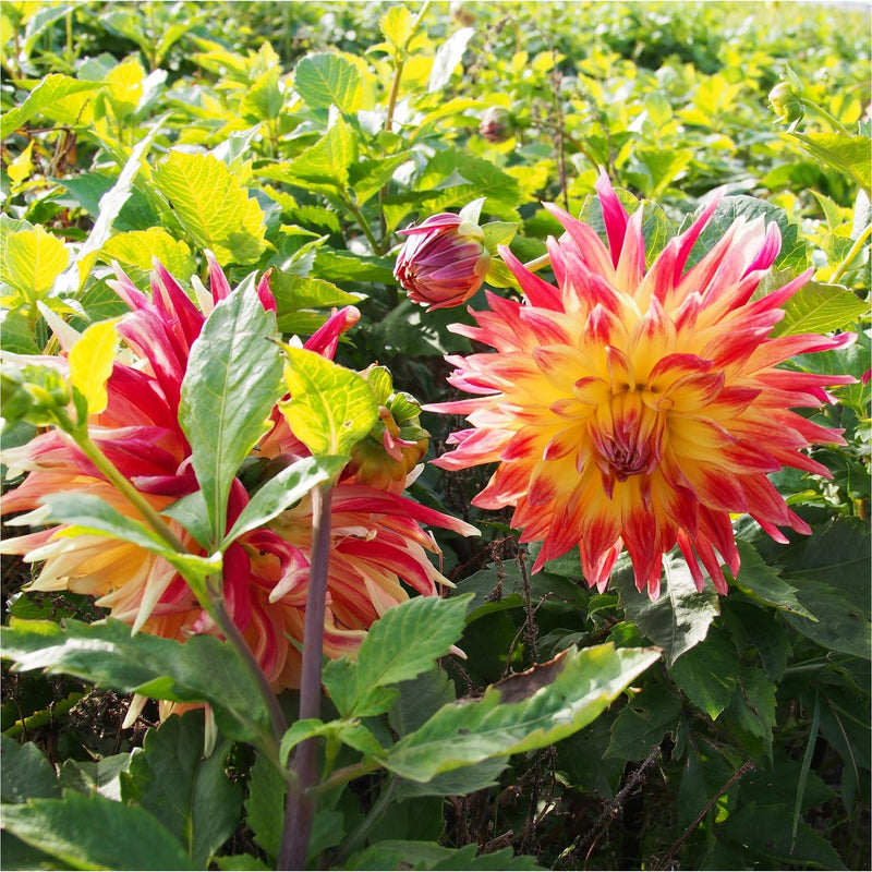 Dahlia Manhattan Island, biologisch, in bloei met knalroze en gele puntige bloemblaadjes.