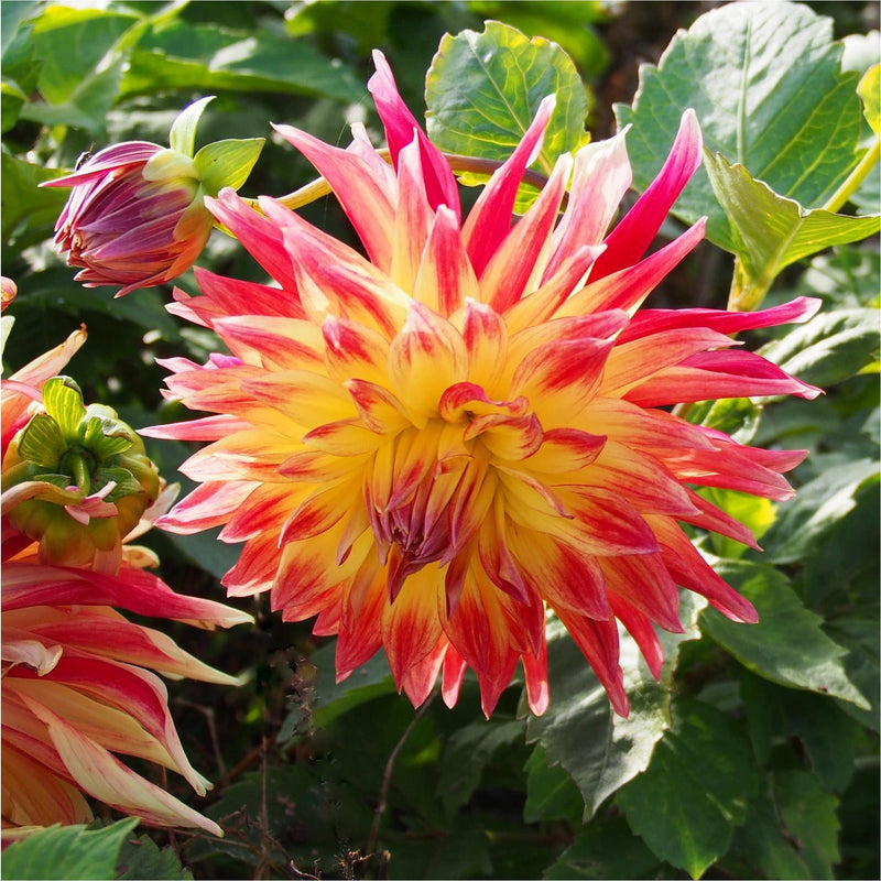 Dahlia Manhattan Island, biologisch, met knalroze en gele puntige bloemblaadjes.