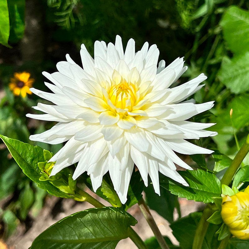 Dahlia My Love