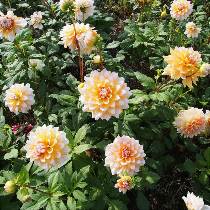 Dahlia Seattle biologisch bloeiend in een veld.