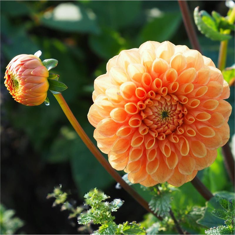 Close up van oranje dahliabloem en bloemknop.