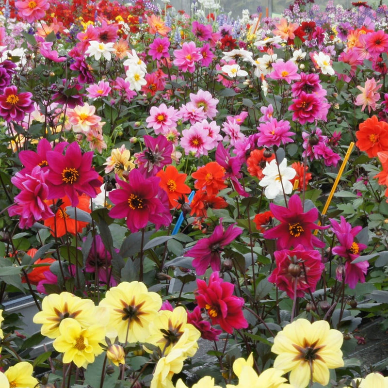 Dahliamix Preijde, dahliabloemen in verschillende kleuren