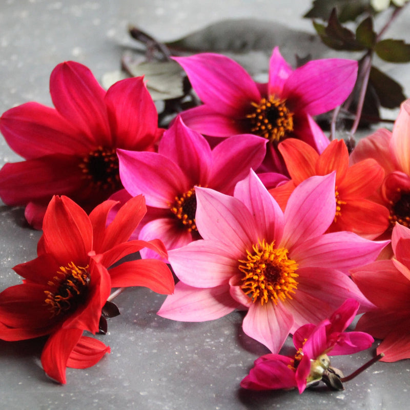 Dahliamix Preijde biologisch, roze bloemen op de grond