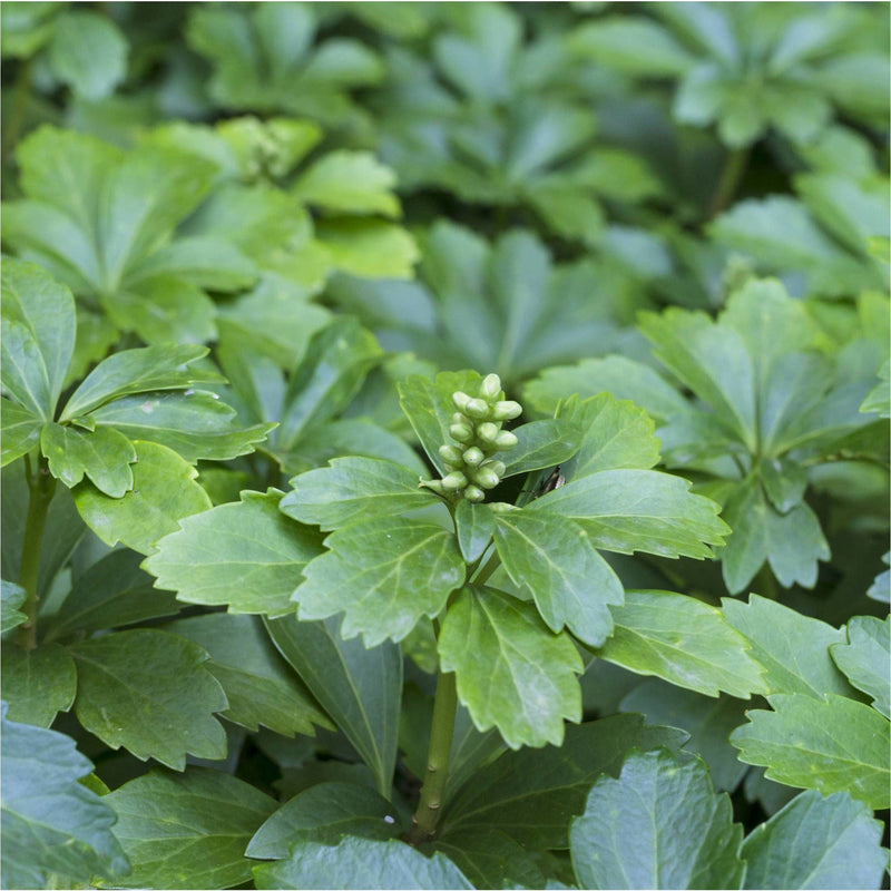 Dikkemanskruid, groene bladeren en kleine groene knopjes.