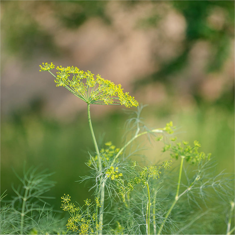 Dille, close up van gele schermbloem en groene takjes.