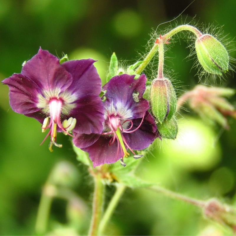 donkere ooievaarsbek, close up van donkerrode bloem met knoppen