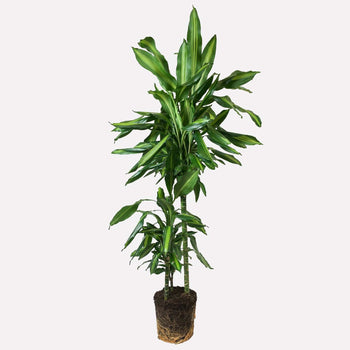 Dracaena Cintho Dracaena Cintho