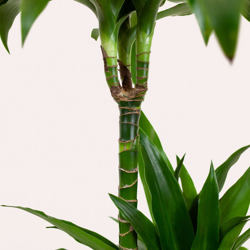dracaena janet craig, close up van stam