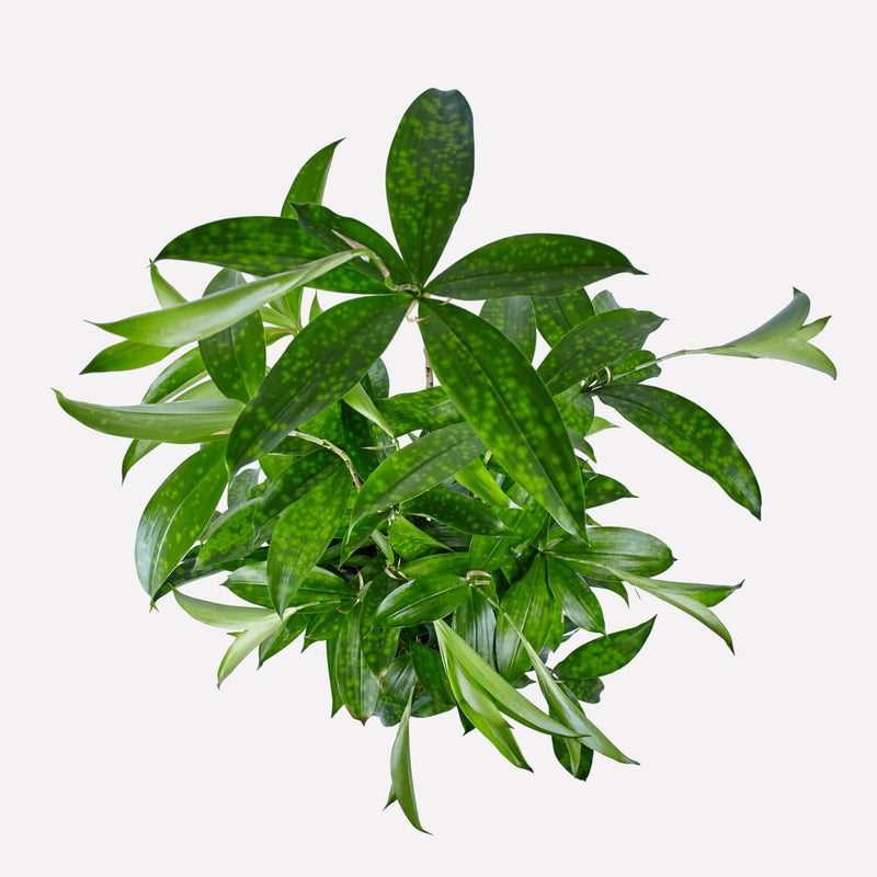 Dracaena Surculosa van boven, spitse bladeren met subtiele vlekken.